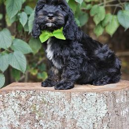 Evan - Black and tan male Cockapoo puppy in Louisburg, North Carolina from Raven Oak's Mini Cockapoos