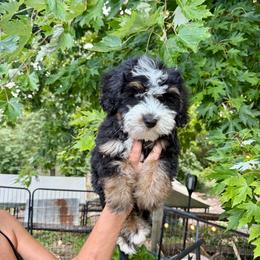Bear - Black tri-color male Assorted Doodle Crosses puppy in Calhoun, Georgia from Happy Top Doodles