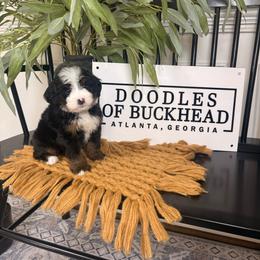 Purple - Tri-color female Bernedoodle puppy in Alpharetta, Georgia from Doodles of Buckhead