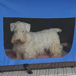 Sealyham Terriers from Alazars Dobermans and Sealyhams