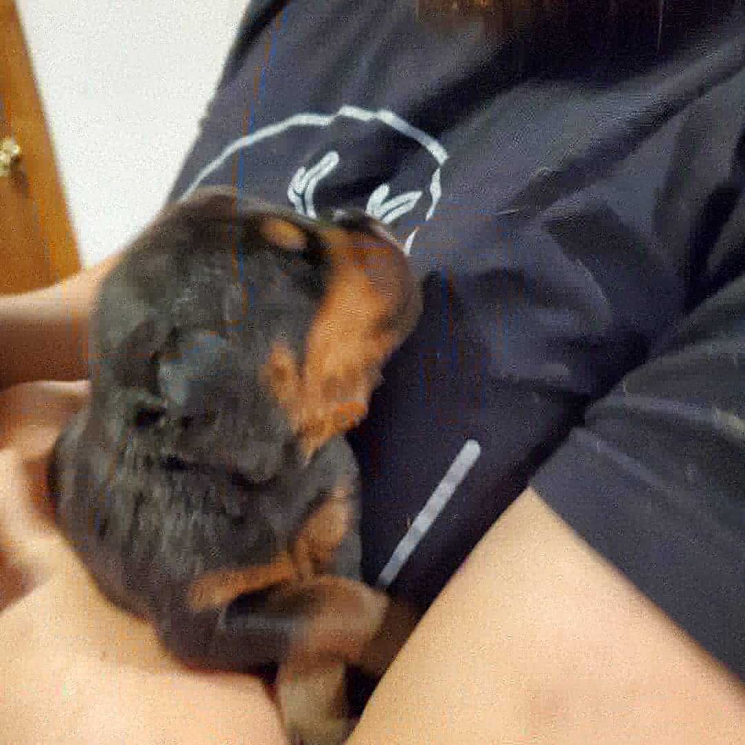 Rottweiler Puppies from Winter's Fate Kennels