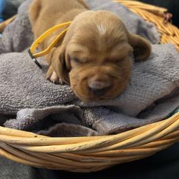 Girl 5 yellow - Black tan and white female Basset Hound puppy in Columbus, Ohio from Olveras Hound of Ohio