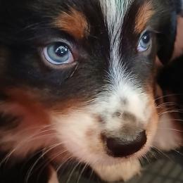 Olaf - Black tri male Miniature Australian Shepherd puppy in Gretna, Virginia from Adams Acres Cattle Dogs