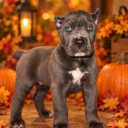 Mystic - Gray male Cane Corso puppy in Waxahachie, Texas from A&M Kennels