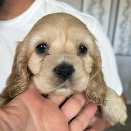 Cocker Spaniel Puppies from Aurora's Cocker Spaniels