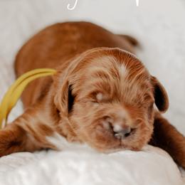Finch - Red  male Goldendoodle puppy in Patterson, California from Dooling Doodles