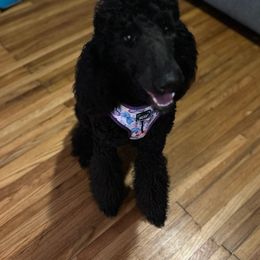 Labradoodles from Furrever and Always Doodles