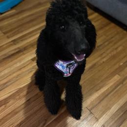 Labradoodles from Furrever and Always Doodles
