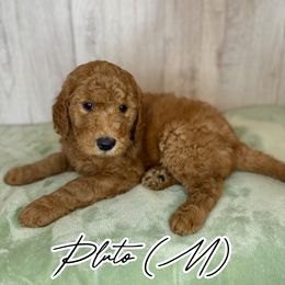Pluto - Red  male Goldendoodle puppy in Houston, Texas from Golden Life Doodles
