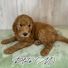 Pluto - Red  male Goldendoodle puppy in Houston, Texas from Golden Life Doodles