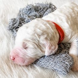Poodle Puppies from LeBaron Standard Poodles