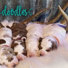 Cavapoos and Goldendoodles from Green Ranch Doodles