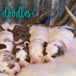 Cavapoos and Goldendoodles from Green Ranch Doodles