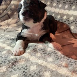 Girl 2 Kimber - Aussiedoodle puppy in Washington County, Tennessee from Southern Roots Kennel