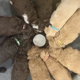 Goldendoodles from Twilight Doodles