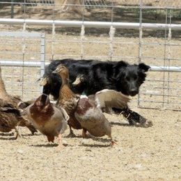 Australian Shepherds from Temptation Stockdogs