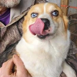 Leeloo - Blue female Pembroke Welsh Corgi puppy in Hillsdale, Michigan from Prairie Fen Farm