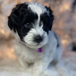 Boy 3 - Black and silver Havapoo puppy in Tropic, Utah from Lady Paws-Kara