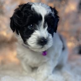 Boy 3 - Black and silver Havapoo puppy in Tropic, Utah from Lady Paws-Kara