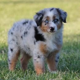 Blue Merle Female1 - Blue merle female Australian Shepherd puppy in Northport, Alabama from Sipsey River Australian Shepherds