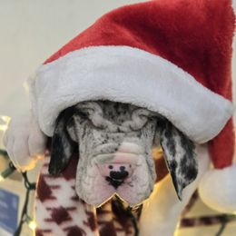 Great Dane Puppies from Bluestone Valley Great Danes