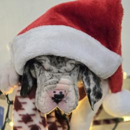 Great Dane Puppies from Bluestone Valley Great Danes