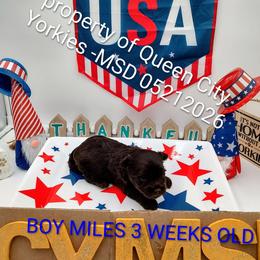 Miles ( Davis) - Chocolate and tan male Yorkshire Terrier puppy in Charlotte, North Carolina from Queen City Yorkies
