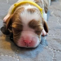 Yellow Collar girl - Blenheim female Cavalier King Charles Spaniel puppy in Castorland, New York from Faithful Friends Cavaliers