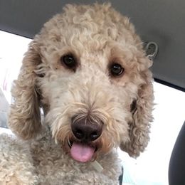 Goldendoodles from Lisa’s Goldendoodles