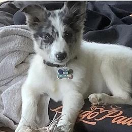 Border Collie and Miniature Australian Shepherd Puppies from Ross Vegas Kennels