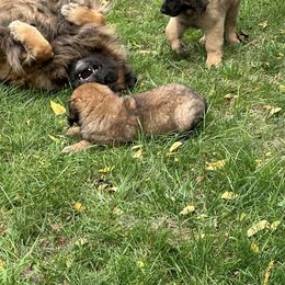 Leonberger Puppies from Leonberger Puppies at Harris Acres