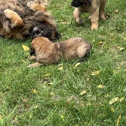 Leonberger Puppies from Leonberger Puppies at Harris Acres