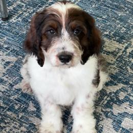 Boy 2 - Black white and tan male Springerdoodle puppy in Reddick, Florida from Cooper’s Mini Doodles