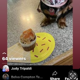 Dachshund Puppies from Rock Island Miniature Dachshunds