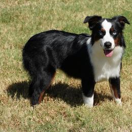 Jada BTF - Black tri female Miniature Australian Shepherd puppy in Lawton, Oklahoma from Lindsey’s Aussies