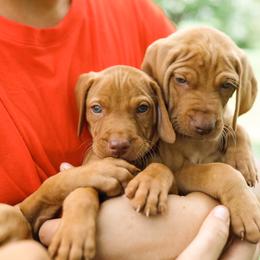 Vizsla Puppies from Big Creek Vizslas