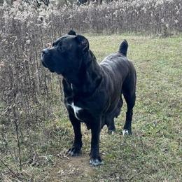 Cricket Available - Cane Corso