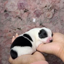 Cranberry - Cream parti female Pomeranian puppy in Newport News, Virginia from Nel’s Pomeranians