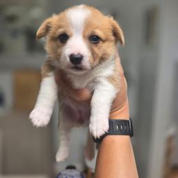 Girl 1 - White and red female Pembroke Welsh Corgi puppy in San Diego, California from San Diego Corgis