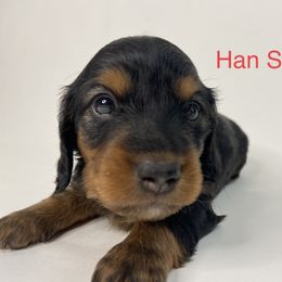 Han Solo - Black and tan Dachshund puppy in Chicago, Illinois from A&M Dachshund Den