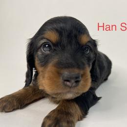 Han Solo - Black and tan Dachshund puppy in Chicago, Illinois from A&M Dachshund Den
