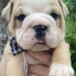 Dingo - Fawn male Bulldog puppy in Marysville, Washington from English Bulldogs WA