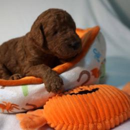Boy 4 - Red  male Poodle puppy in Mc Henry, Illinois from Sunset Maple Poodles