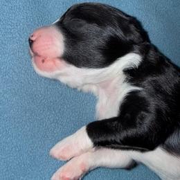 Hatsune - Brown and white female Aussiedoodle puppy in Campbell, California from Mini AussieDoodle Puppies