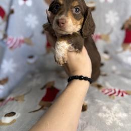 Dashie - Chocolate and cream female Dachshund puppy in Oklahoma City, Oklahoma from Barrett’s Doxie Farm