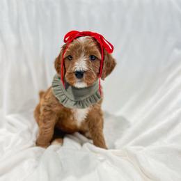 Miss Bunny - Red  female Goldendoodle puppy in Sulphur, Louisiana from Curly Q’s Of Carlyss