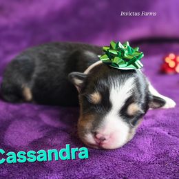Cassandra - Black tri-color female Australian Shepherd puppy in Smithfield, Utah from Invictus Farms