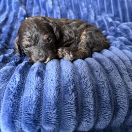 Yellow Girl 1 - Black and tan female Cavapoo puppy in Nampa,, Idaho from Clig Doodle Days