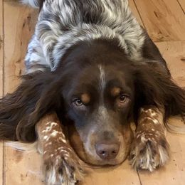 Ruger - English Springer Spaniel
