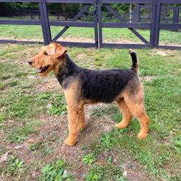 Winnie - Airedale Terrier